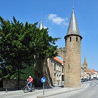 De Caesarsboom, een eeuwenoude Taxus (Taxus baccata) bij de Westpoort te Lo-Reninge, België
